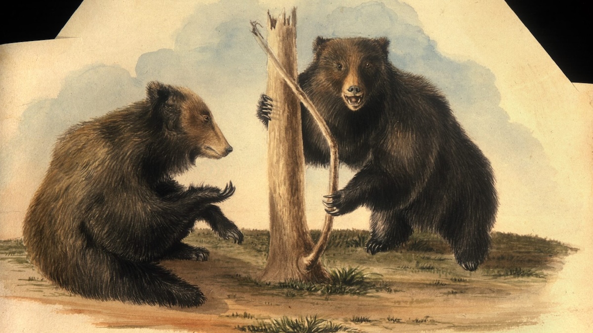 color reproduction of a 19th century illustration of two brown bears
