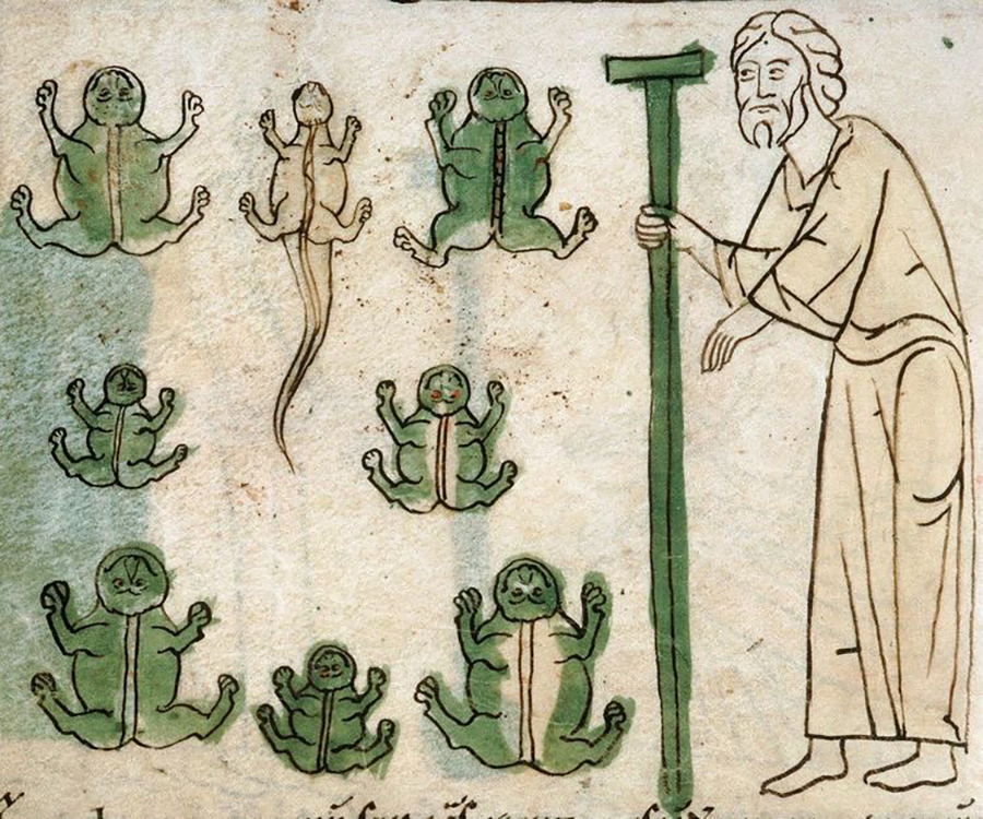 Is Weird Medieval Guys The Best Account On Twitter American Academy   Frog Plague 