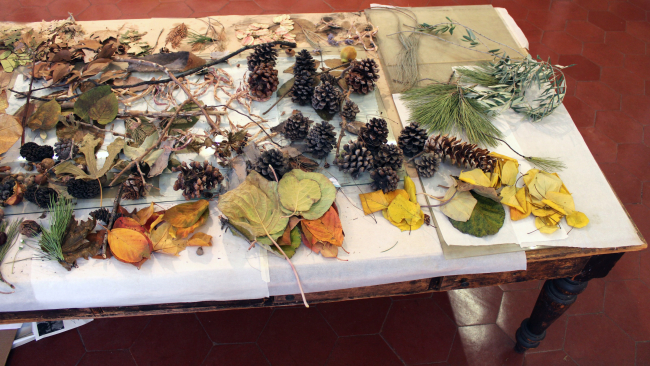 Color photo of pinecones, leaves, and pine needles on a table